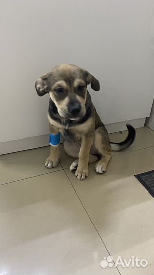 Собака в добрые руки