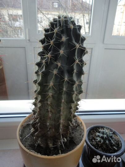 Большой кактус