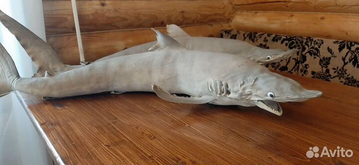 Чучело рыбы