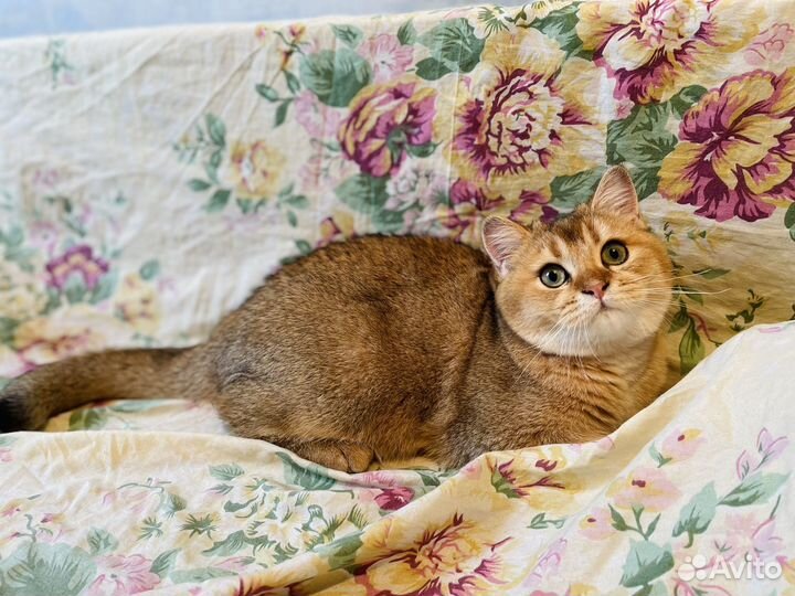 Шотланский котенок