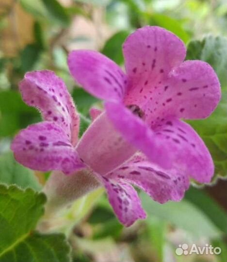 Глоксинии- синингии