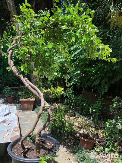 Трахелоспермум жасминовидный