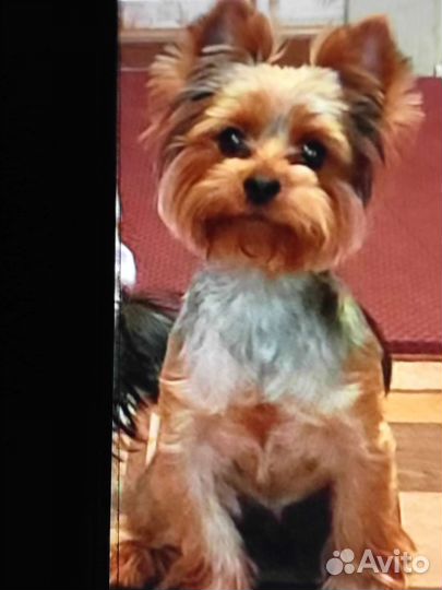 Зоогостиница передержка для животных