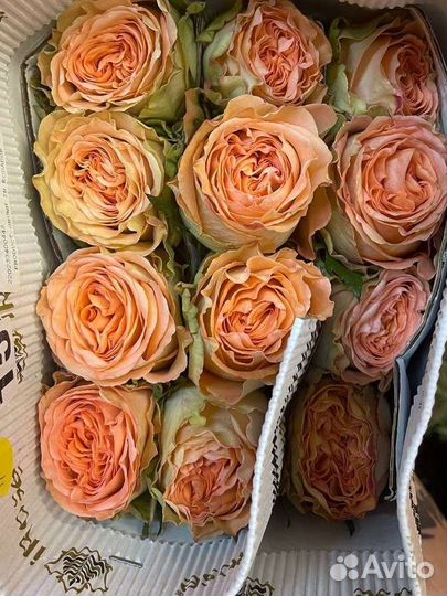 Эквадорская роза от склада. Роза от 25 шт