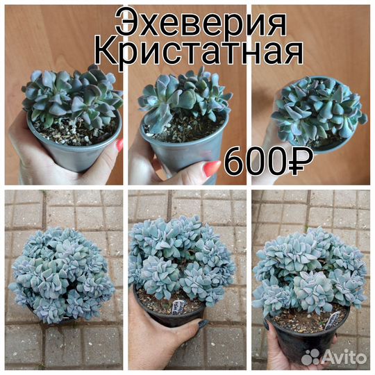 Суккуленты разные: