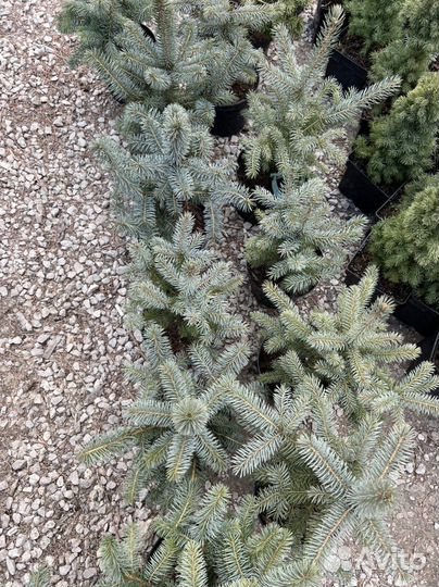 Ель Super Blur Seedling