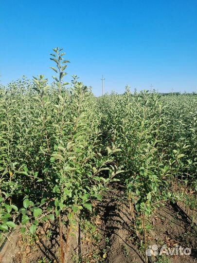 Саженцы плодовых деревьев и кустарников