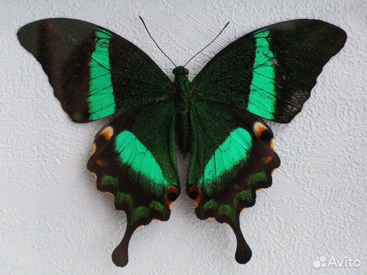 Бабочки в рамке