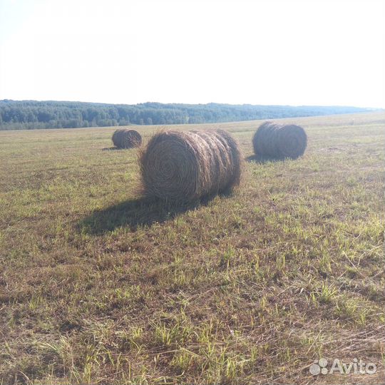 Продажа сена в рулонах