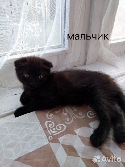 Отдам котят в добрые руки