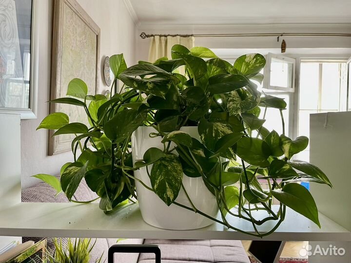 Комнатные растения лиана Эпипремнум