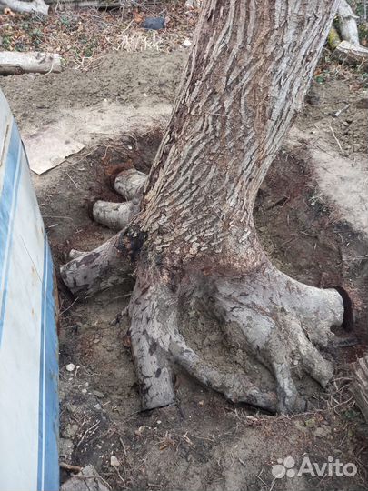 Слэб дерево орех