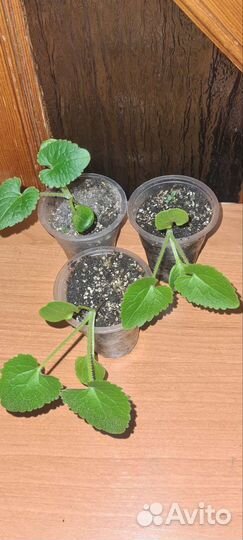 Лунария /лунник (рассада)