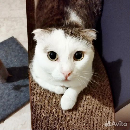 Вислоухий кот - самый сладкий на свете