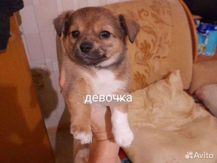 Щенки чихуа девочки