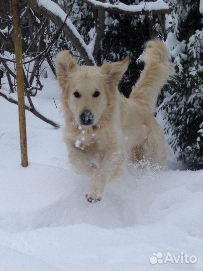 Вязка. Кобель породы золотистый ретривер ищет подр