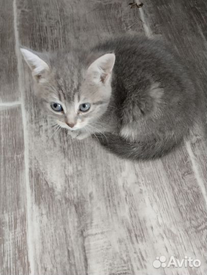 Кошка в дар бесплатно