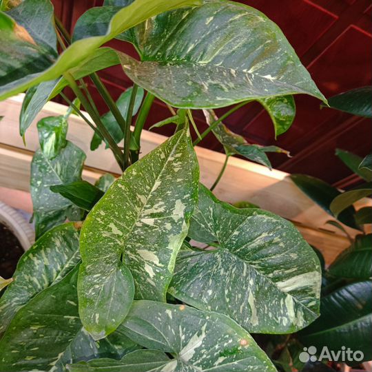 Сингониум Три короля