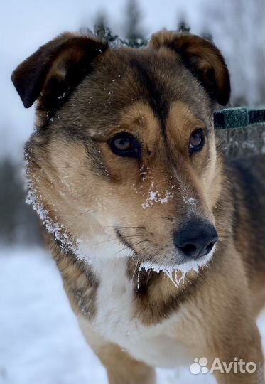 Собака «Тася»