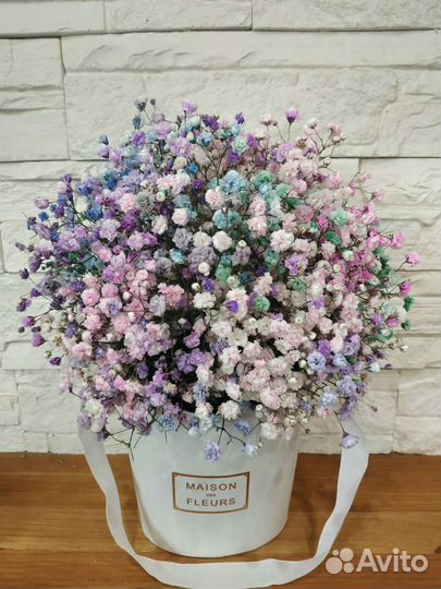 Радужная гипсофила