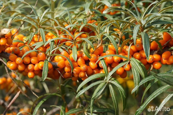 Облепиха крушиновидная