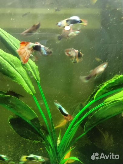 Аквариумные рыбки гуппи