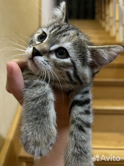 Котята отдам бесплатно