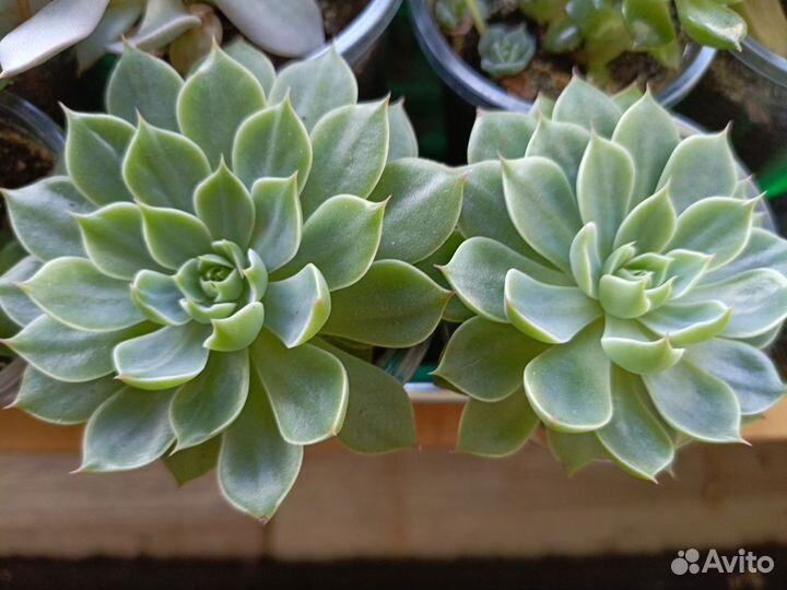 Суккуленты