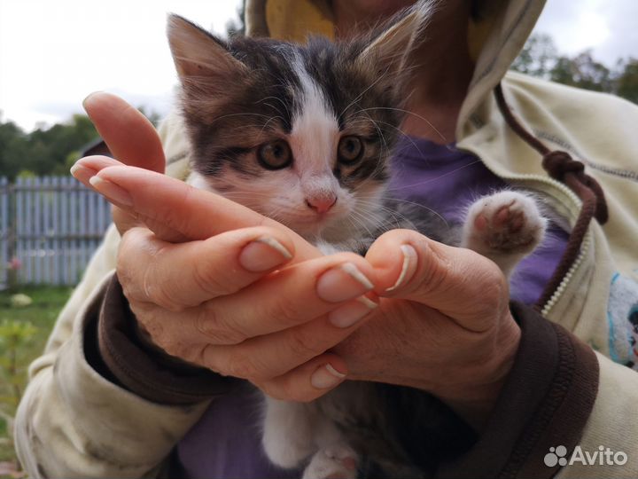 Кошки предложение