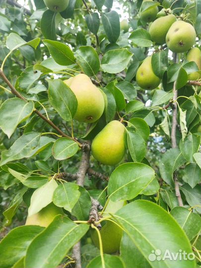 Груши свои