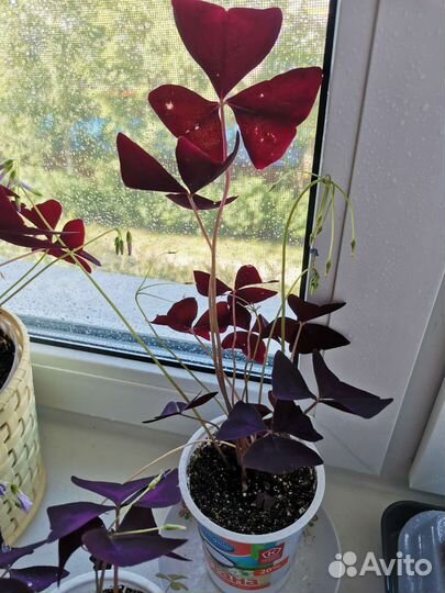 Кислица оксалис