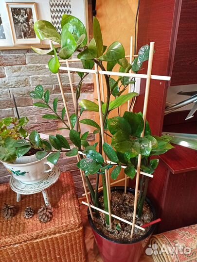 Замиокулькас