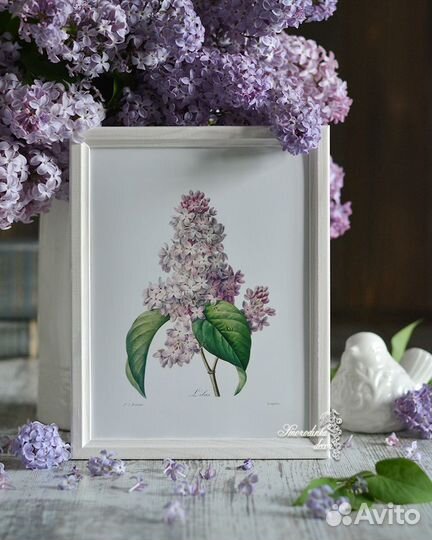 Ботаническая иллюстрация Сирень