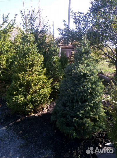 Ель голубая