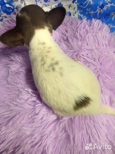 Мини малыш чихуахуа