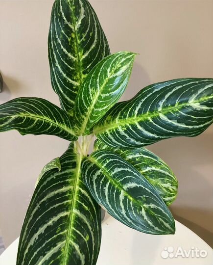 Аглаонема король сиама