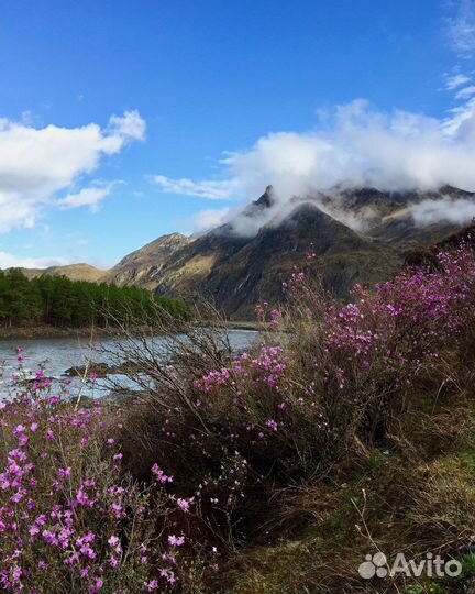Экскурсии в Горный Алтай. Цветение маральника