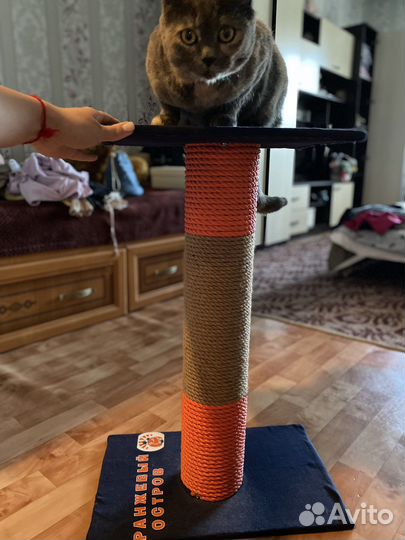 Когтеточка