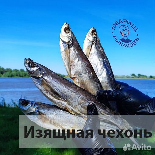 Вяленая рыба из Астрахани