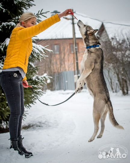 Собаки бесплатно