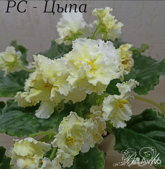 Сортовые фиалки