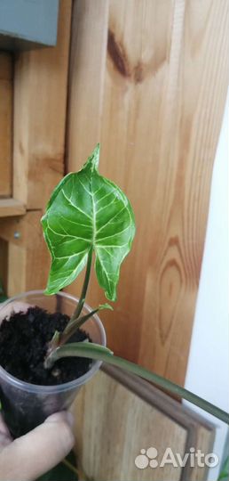 Сингониумы сортовые 2