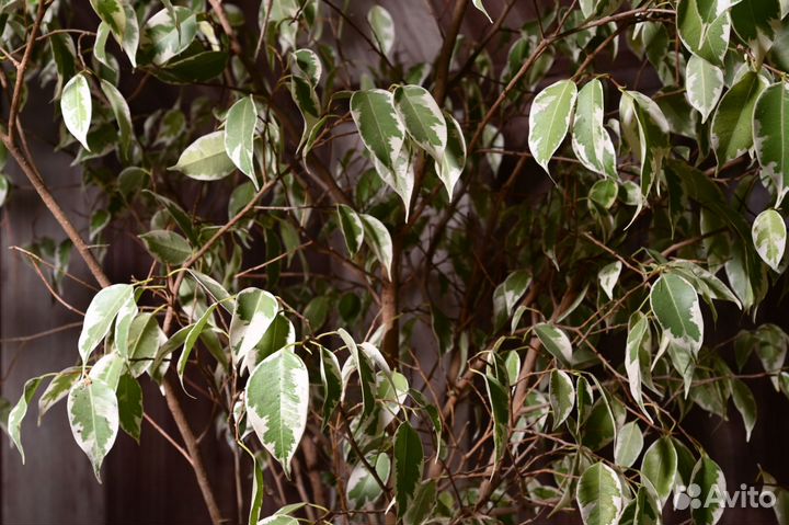 Фикус бенджамина