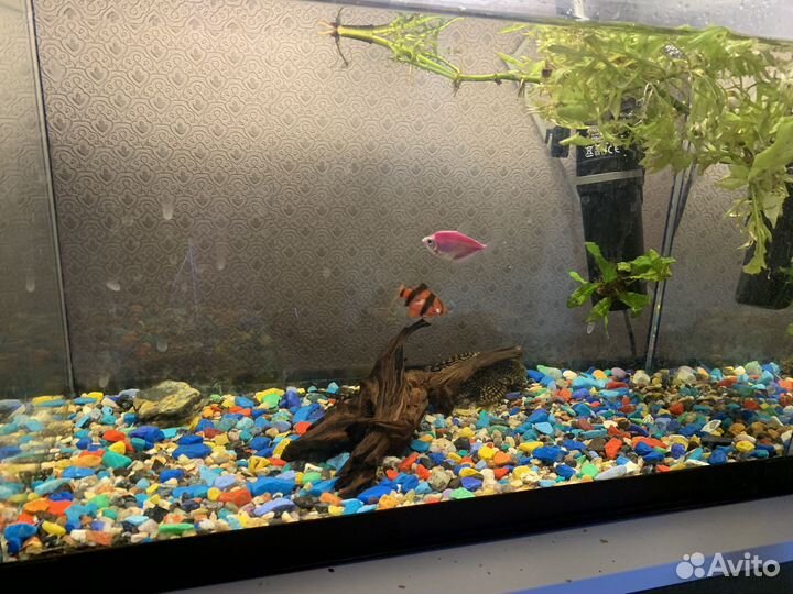 Аквариум с рыбками
