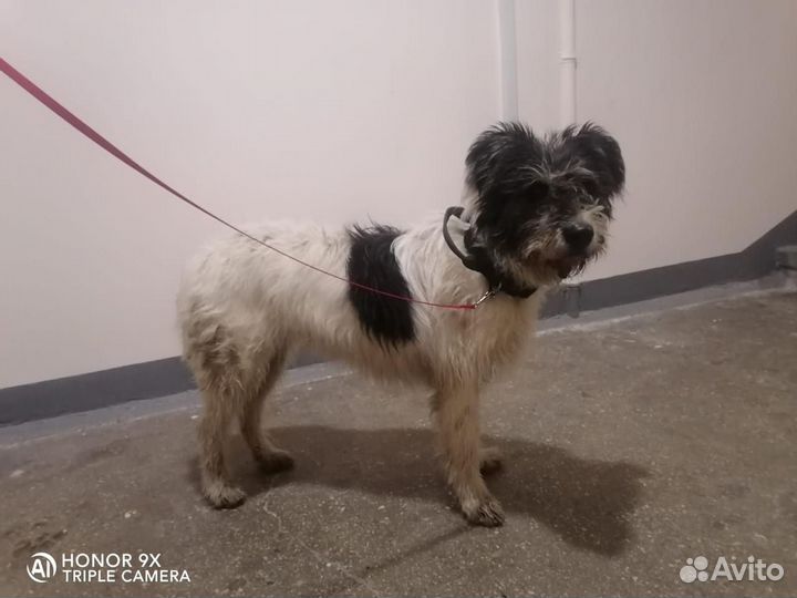 Собака девочка Милка 1,5 года ищет дом