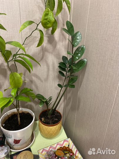 Замиокулькас