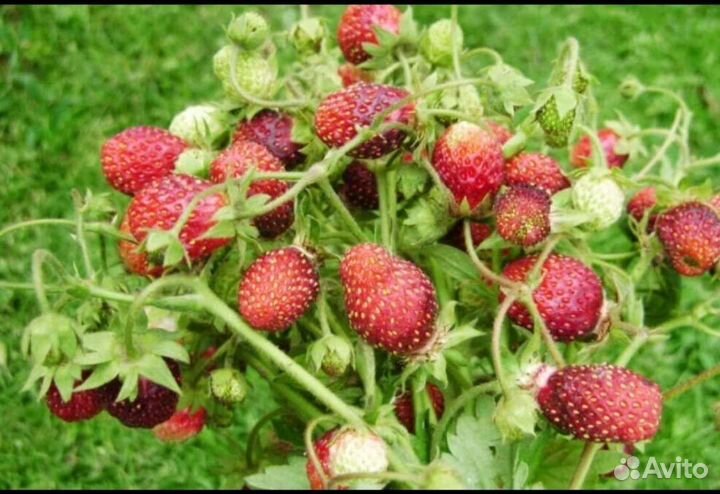 Рассада земклуники(не усы)