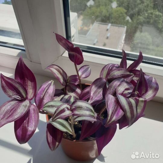 Традесканция зебрина (10 укорененных черенков)