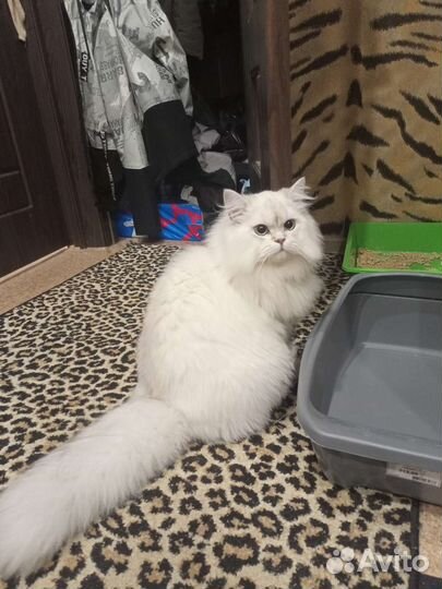 Британский длинношёрстный кот