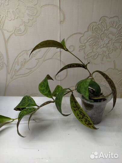 Эсхинантус марморатус